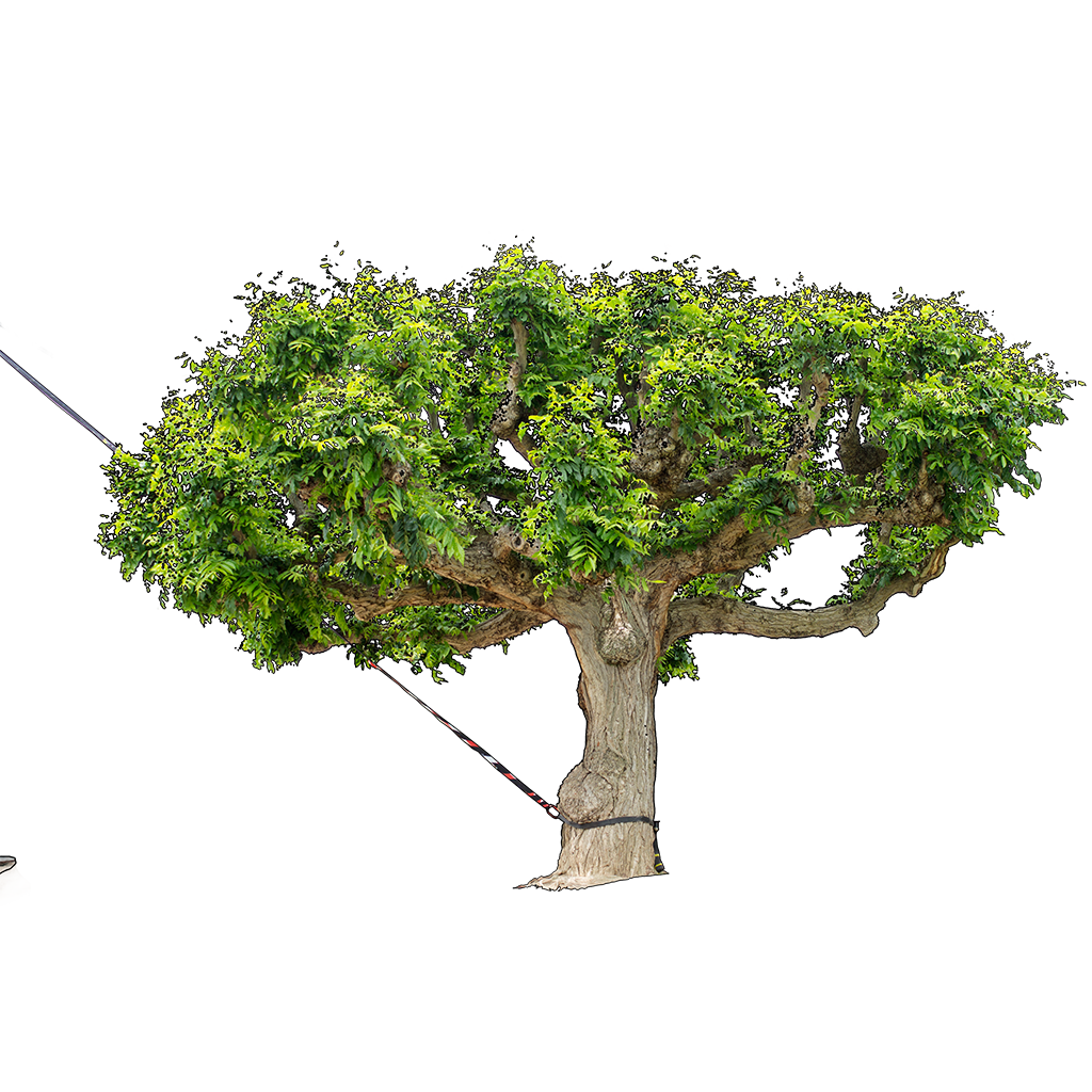 Arbre attach&eacute;